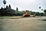 Angkor des dogs